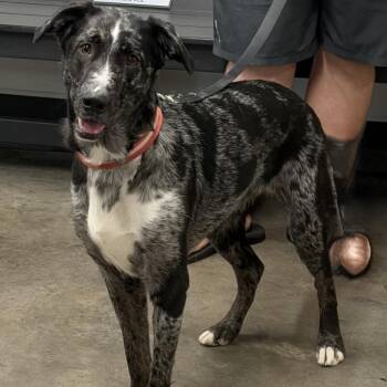 Shelby 2 -  Australian Shepherd and Mixed Breed Dog for Adoption in Tampa, Florida - Shelby 2 | PetCurious