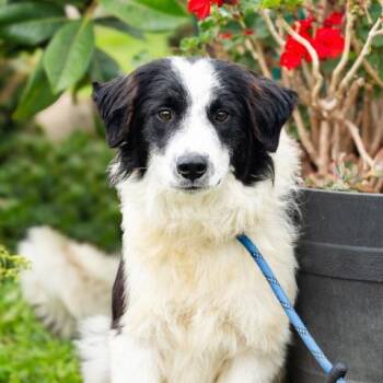 BENSON -  Border Collie Dog for Adoption in Camarillo, California - BENSON | PetCurious