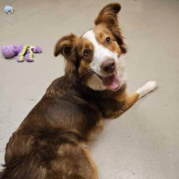 Lottie -  Australian Shepherd Dog for Adoption in Bellingham, Washington - Lottie | PetCurious