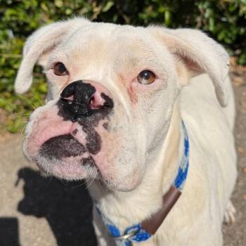 Berry -  Boxer Dog for Adoption in Goleta, California - Berry | PetCurious