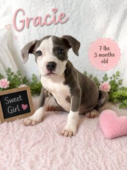 Gracie the mixed breed puppy -  Boxer and American Staffordshire Terrier Dog for Adoption in Muskego, Wisconsin - Gracie The Mixed Breed Puppy | PetCurious