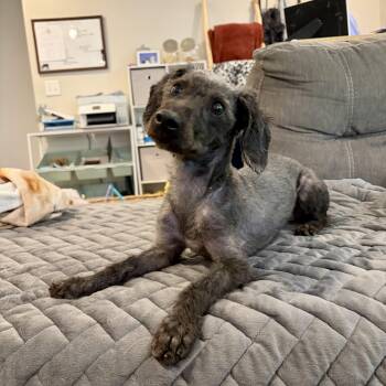 Miniature Poodle and Dachshund Dogs Available for Adoption in Murphysboro, Illinois - Linus | PetCurious