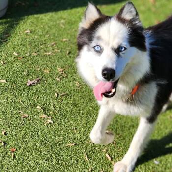 Siberian Husky Dogs Available for Adoption - Valkira | PetCurious