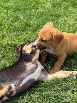 26-029 Dodger -  Corgi and Hound Dog for Adoption in Richardson, Texas - 26-029 Dodger | PetCurious