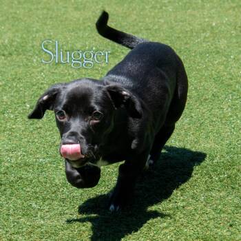 Basset Hound and Mixed Breed Dogs Available for Adoption in Parkersburg, West Virginia - Slugger | PetCurious