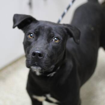 Mixed Breed Dogs Available for Adoption in Donalsonville, Georgia - Roscoe | PetCurious