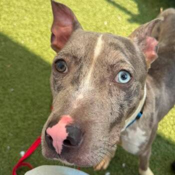 Ocean -  Catahoula Leopard Dog and Mixed Breed Dog for Adoption in New York, New York - Ocean | PetCurious