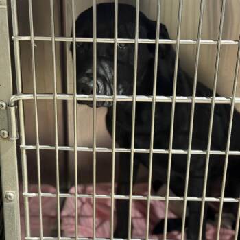 Tick -  Labrador Retriever and Mixed Breed Dog for Adoption in Fort Smith, Arkansas - Tick | PetCurious