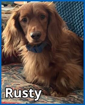 Dachshund Dogs Available for Adoption in Green Cove Springs, Florida - Rusty | PetCurious