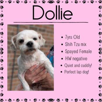 Shih Tzu Dogs Available for Adoption in Junction City, Kansas - Dollie | PetCurious