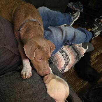 Pit Bull Terrier Dogs Available for Adoption in East St. Louis, Illinois - Luna | PetCurious