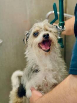 Rescue Miniature Schnauzer Dogs for Adoption in Rock Hill, New York - Willy | PetCurious