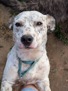 Skittles -  Corgi and Australian Cattle Dog Blue Heeler Dog for Adoption in Coeur D