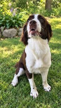 Molly -  English Springer Spaniel Dog for Adoption in Hartford, Vermont - Molly | PetCurious