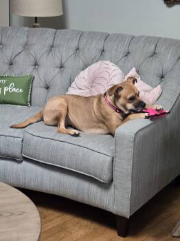 Mixed Breed Dogs Available for Adoption - Sheba | PetCurious