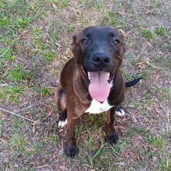 Rescue Mixed Breed Dogs for Adoption in Bartlett, Tennessee - Amelia | PetCurious