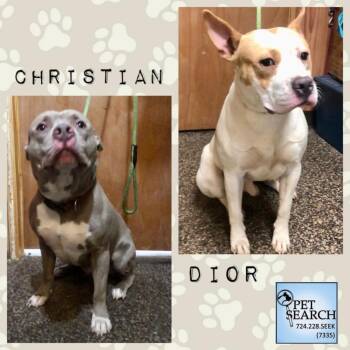 American Staffordshire Terrier and Mixed Breed Dogs Available for Adoption in Washington, Pennsylvania - Christian | PetCurious