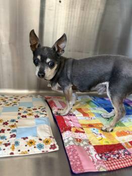 Chihuahua Dogs Available for Adoption - Buster | PetCurious