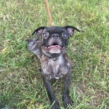 Ginger -  Pug Dog for Adoption in Hughesville, Maryland - Ginger | PetCurious