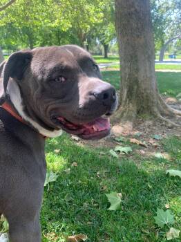 Equilibrium -  Pit Bull Terrier Dog for Adoption in Elk Grove, California - Equilibrium | PetCurious