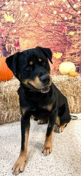 Rescue Rottweiler Dogs for Adoption in Newberg, Oregon - Bruno | PetCurious