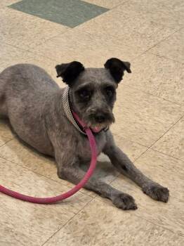 Gunther -  Miniature Schnauzer and Mixed Breed Dog for Adoption in Bluffton, Indiana - Gunther | PetCurious