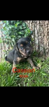 Mixed Breed Dogs Available for Adoption in Harrodsburg, Kentucky - Cassian | PetCurious