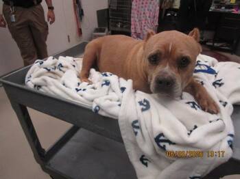 Selby(83) -  Pit Bull Terrier Dog for Adoption in Marietta, Georgia - Selby(83) | PetCurious