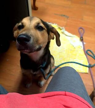 Ram -  Hound and Shepherd Dog for Adoption in Petersburg, Virginia - Ram | PetCurious