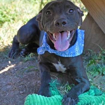 Rescue Pit Bull Terrier Dogs for Adoption in Eagle, Idaho - Hairy Pawter **Courtesy Post. Out Of Town Pet. See Below For Det | PetCurious