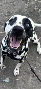 Rescue Dalmatian Dogs for Adoption in Kirby, Texas - Songbird | PetCurious