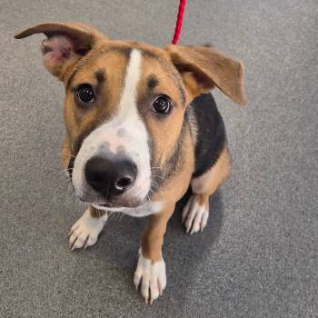 Rescue Mixed Breed Dogs for Adoption in Montgomery, Alabama - Poe | PetCurious