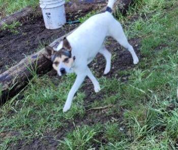 Rescue Cattle Dog Dogs for Adoption in Clinton, Washington - Roxy | PetCurious