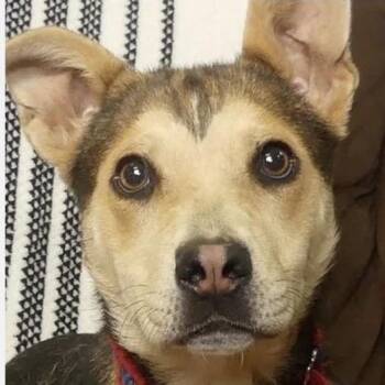 Blossom -  Mixed Breed Dog for Adoption in Redwood Valley, California - Blossom | PetCurious