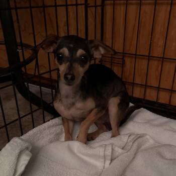 Wallace *Arriving 7/25* D11804 -  Chihuahua and Dachshund Dog for Adoption - Wallace *Arriving 7/25* D11804 | PetCurious