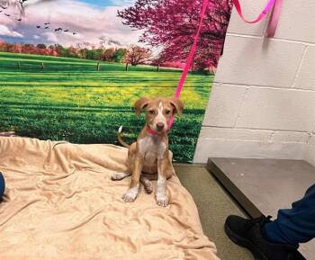 A554121 -  Pit Bull Terrier and Mixed Breed Dog for Adoption in Moreno Valley, California - A554121 | PetCurious