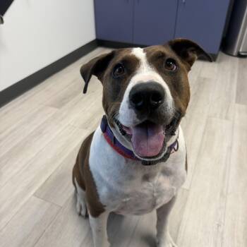 Meatloaf -  Bull Terrier Dog for Adoption in Birmingham, Alabama - Meatloaf | PetCurious