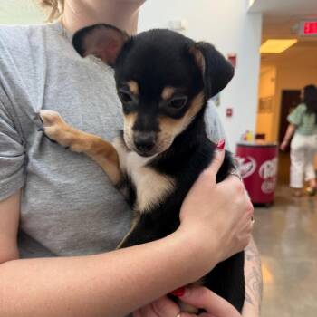 Bear -  Chihuahua Dog for Adoption in Sequatchie, Tennessee - Bear | PetCurious