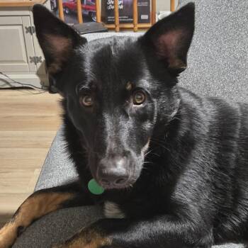 Bingo -  Mixed Breed Dog for Adoption in Buffalo, Minnesota - Bingo | PetCurious