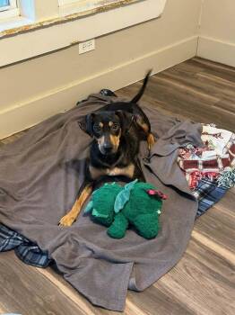 Mixed Breed Dogs Available for Adoption - Josephine | PetCurious