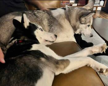 Rescue Siberian Husky Dogs for Adoption in Floresville, Texas - Hilo | PetCurious