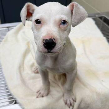Pit Bull Terrier and Mixed Breed Dogs Available for Adoption in Westland, Michigan - Ducky | PetCurious