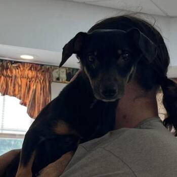 Lucius -  Dachshund Dog for Adoption - Lucius | PetCurious
