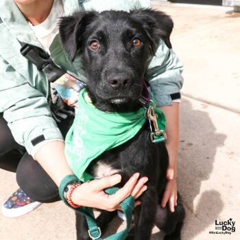 Rescue Flat Coated Retriever and Shepherd Dogs for Adoption in Washington, District Of Columbia - Koda | PetCurious