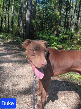 Rescue Mixed Breed Dogs for Adoption in Farmerville, Louisiana - Duke Johnson | PetCurious