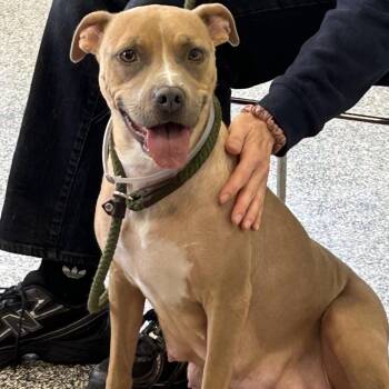 Lizzie -  Pit Bull Terrier Dog for Adoption in Hawthorne, California - Lizzie | PetCurious