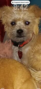 Rescue Brussels Griffon and Chihuahua Dogs for Adoption in Florence, Arizona - Toby | PetCurious