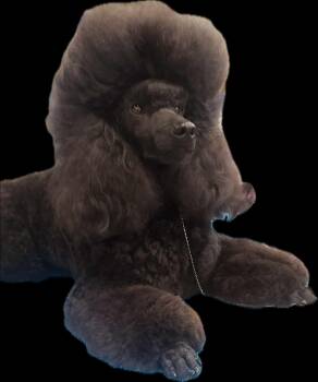 Miniature Poodle Dogs Available for Adoption in Broken Arrow, Oklahoma - Scooby | PetCurious