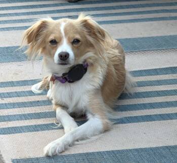 Sequoia -  Cavalier King Charles Spaniel Dog for Adoption in Palo Alto, California - Sequoia | PetCurious