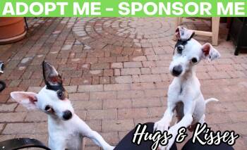 Rescue Chihuahua Dogs for Adoption in Chicago, Illinois - Kisses | PetCurious